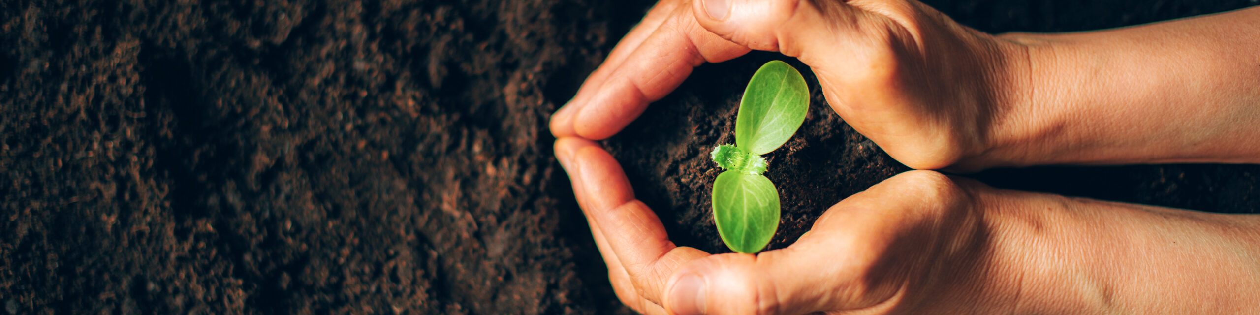 Winter Seed Sowing Workshop