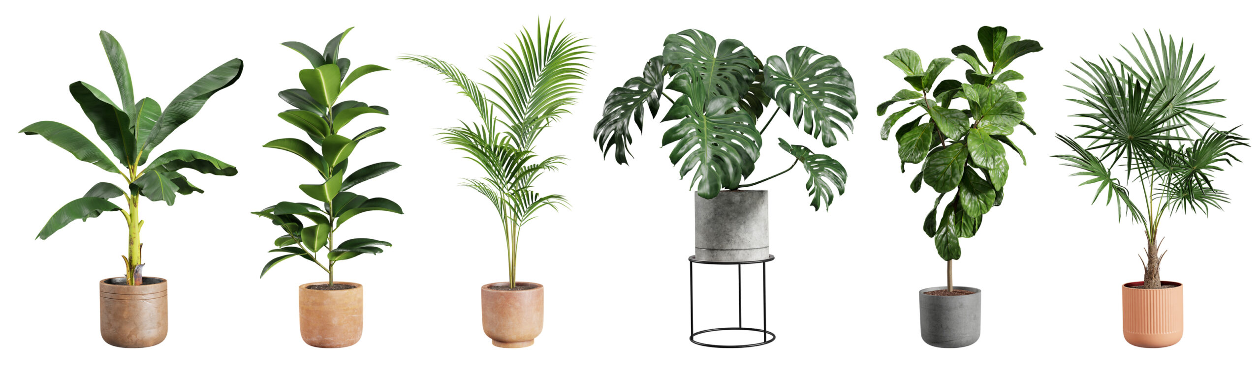 Houseplants